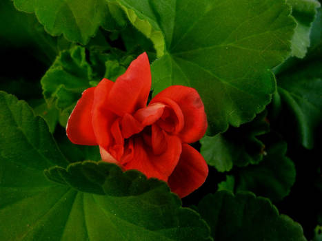 Geranium