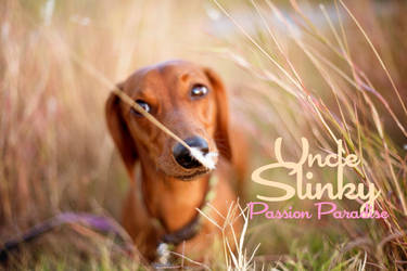 Uncle Slinky Passion Photoshop Action