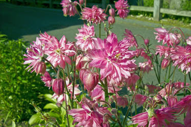 Urban Flowers