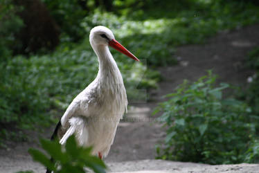 White Stork II