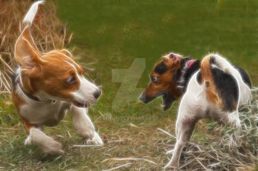 Lightning Beagle and Jack Russel