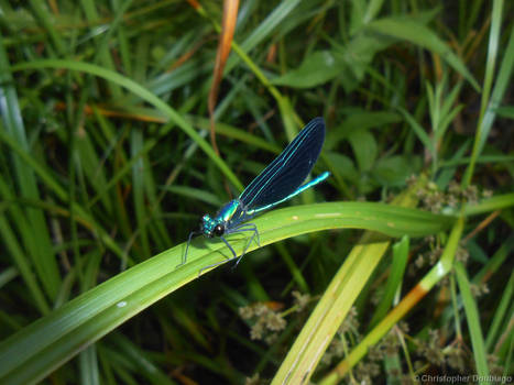 Ebony Jewelwing (Closeup)