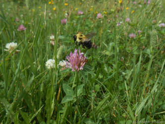 Common Eastern Bumble Bee (Closeup)