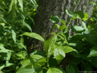 Common Eastern Firefly (Closeup)