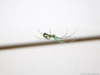 Venusta Orchard Spider (Closeup)