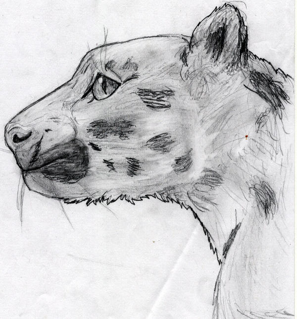 Big cat by Tiemiosho on DeviantArt