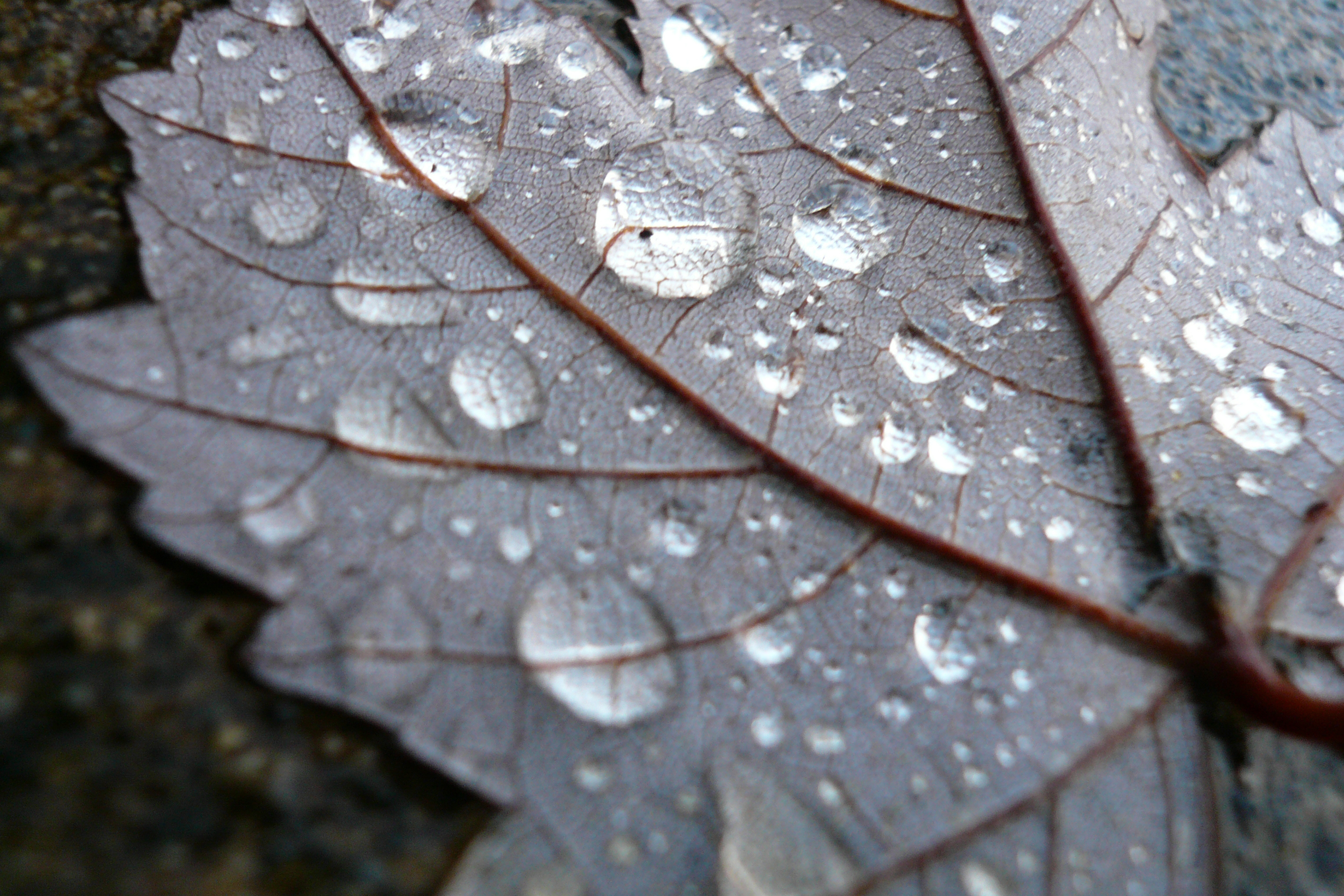 Nature's Frozen Tears