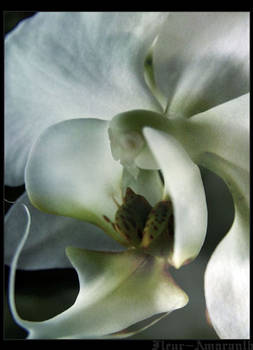 the orchid