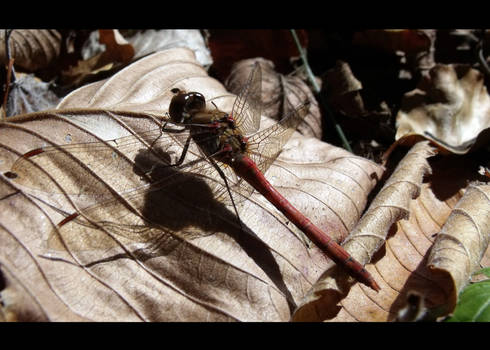 Red Dragonfly