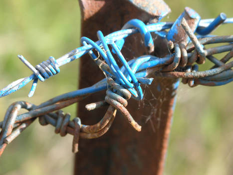 barbed wire 1