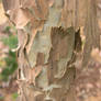 Eucalyptus maculata bark3