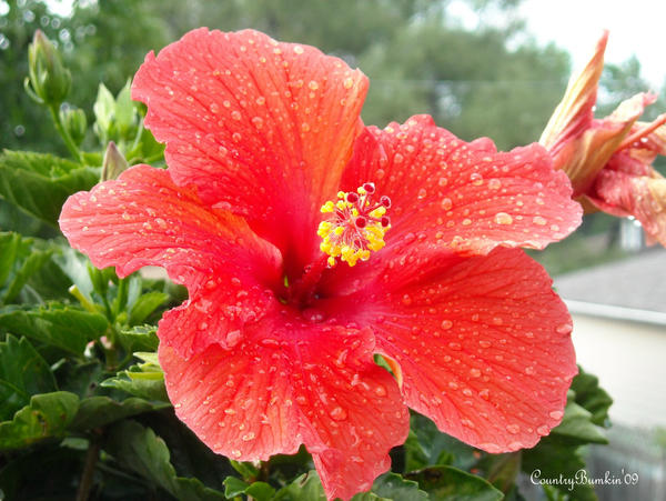 Hibiscus