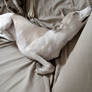 a whippet's life