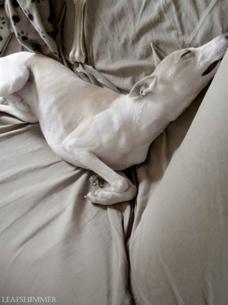 a whippet's life