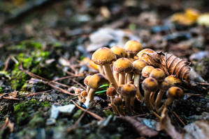 Mushroom Conference