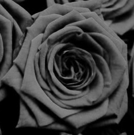 Black Rose