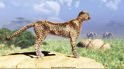 Acinonyx jubatus