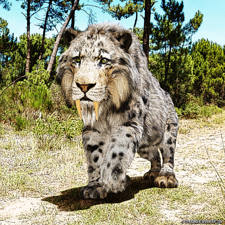 Smilodon populator by Lynxander on DeviantArt