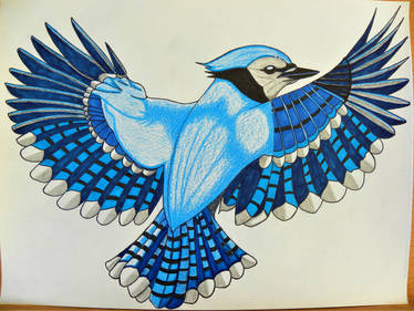 Blue Jay