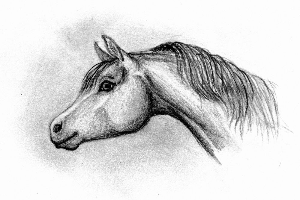 Arabian horse head by centauressa on DeviantArt