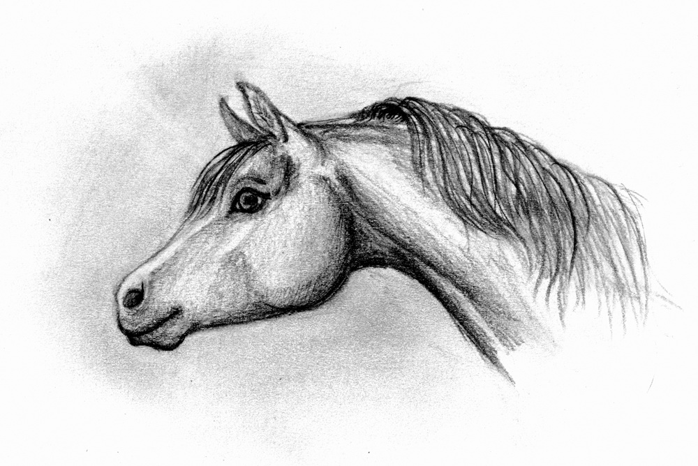 Black Arabian Head View from Right Drawing by Cheryl Poland