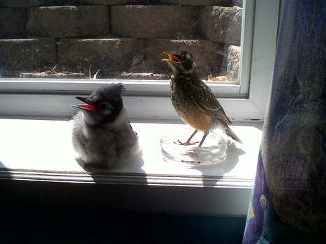 Blue Jay Bird And Robin Bird Sunbathing