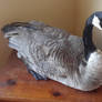 Taxidermy goose