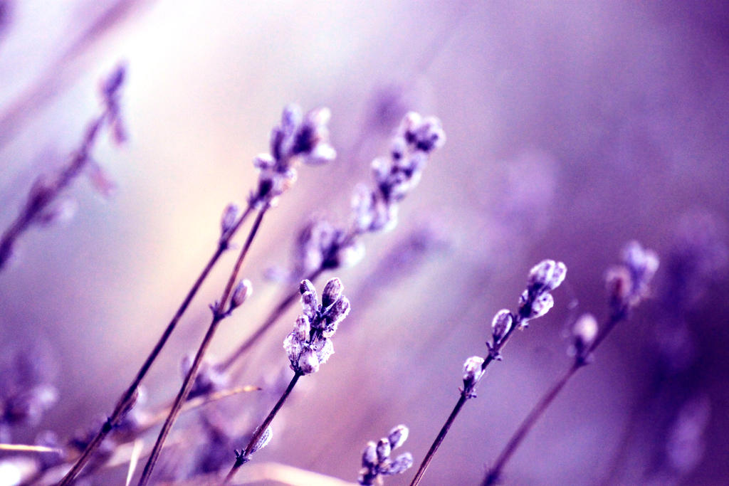 lavender