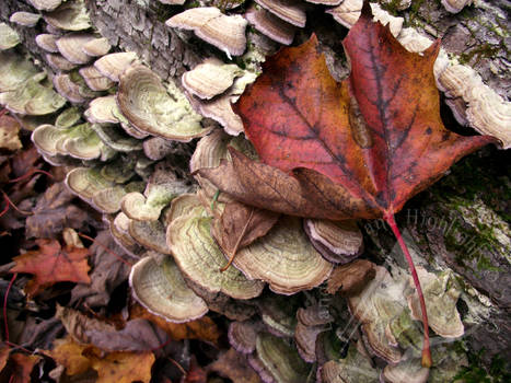 Fall Fungus