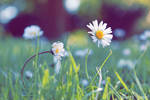 Daisies by LouCrow