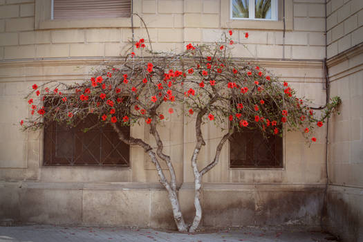 Hibiscus Tree in Barcelona