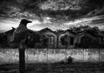 the birds by 1poz
