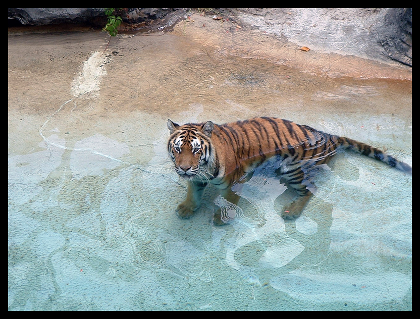 Tiger :3