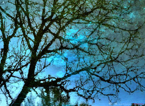 tree's reflection