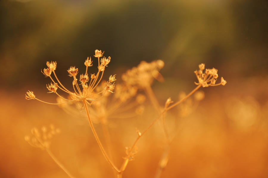 Golden brown: texture like sun