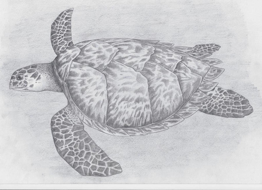 Turtle by The-Bardess on DeviantArt