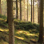 Sunlit Forest II