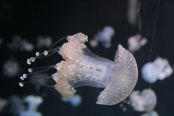 Jellyfish by The-Bardess Jellyfish by The-Bardess