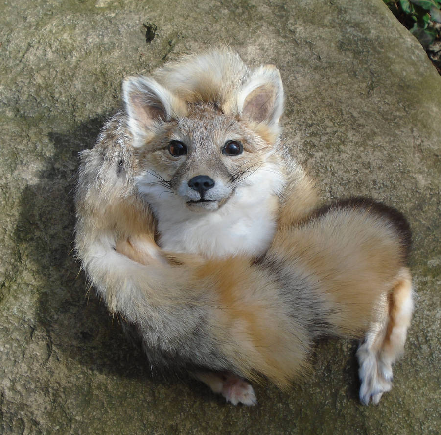 Kit fox by maryssoftmounts on DeviantArt