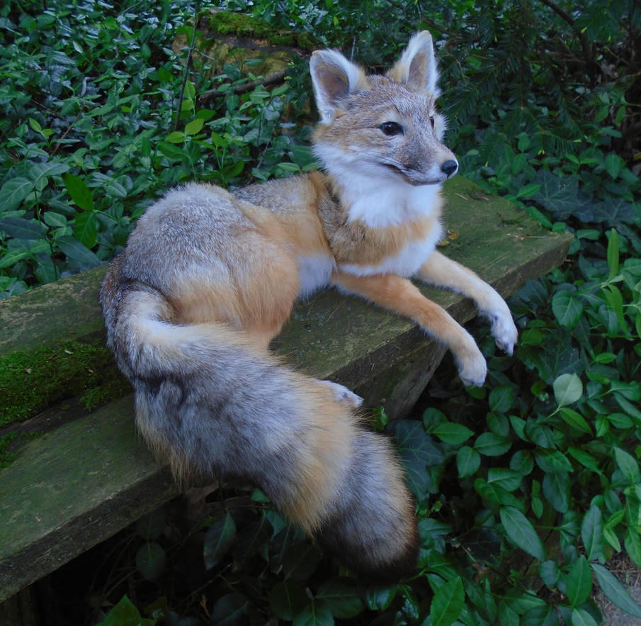 Current Project: Pre-made kit fox by maryssoftmounts on DeviantArt