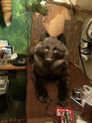 WIP PRE-MADE WOLF SOFT MOUNT