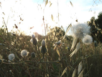 Dandelions