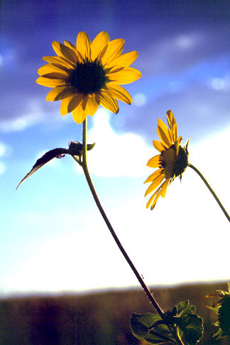 Across America - Sunflowers