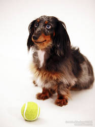 Maya and her tennis ball