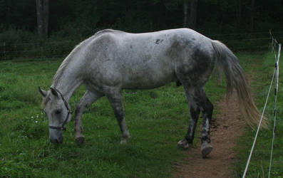 Horse 12