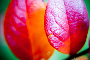 macro leaves 3