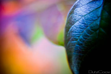 macro leaves 4