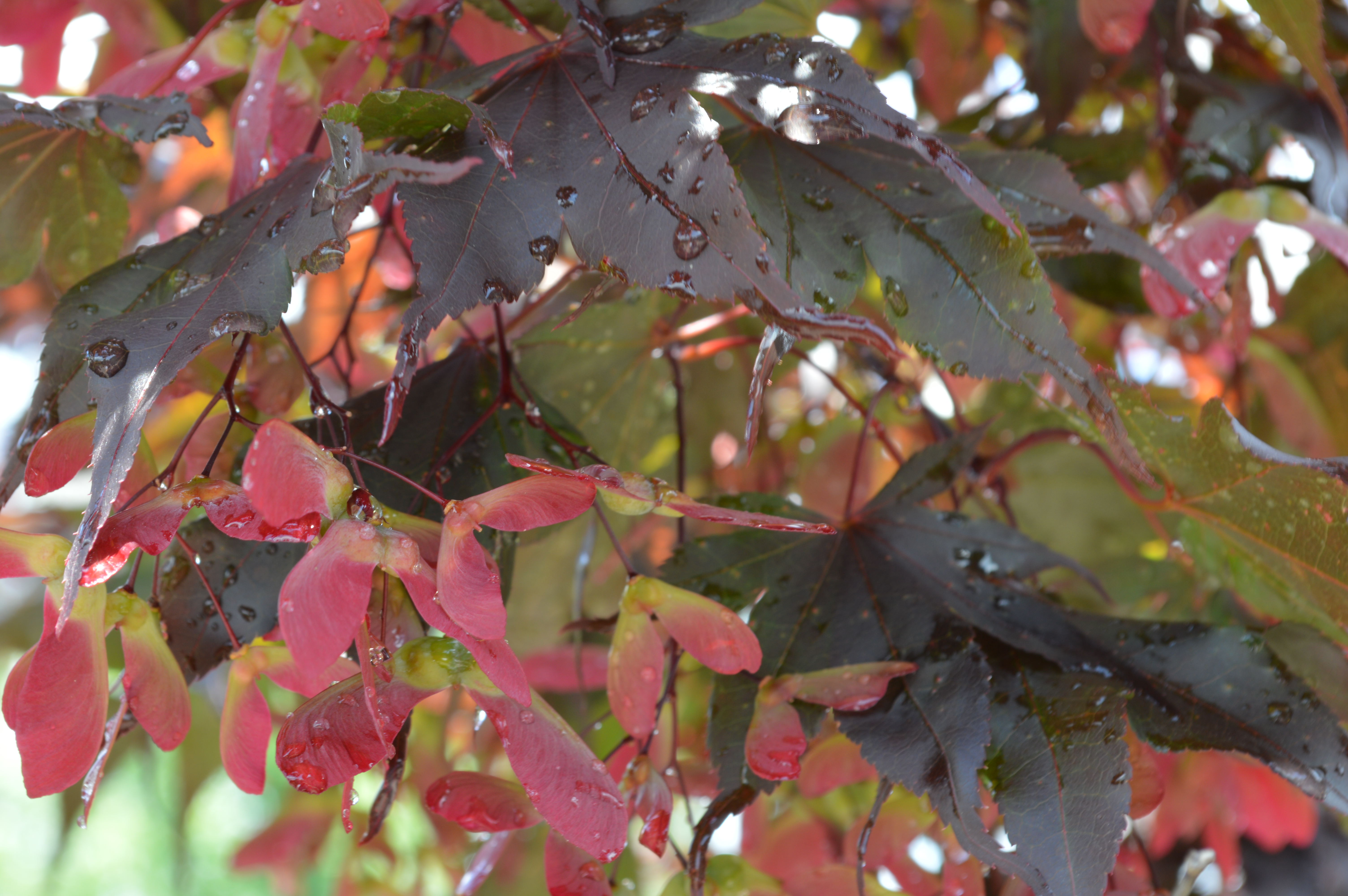 Leafy business