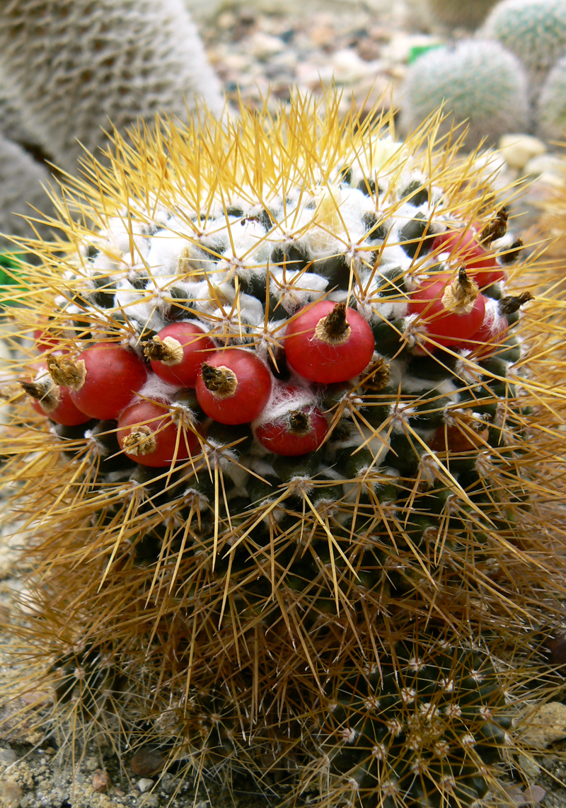 Cactus