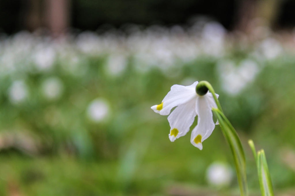 Resentful flower